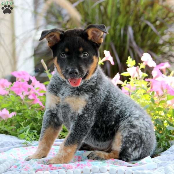 Orion, Blue Heeler – Australian Cattle Dog Puppy