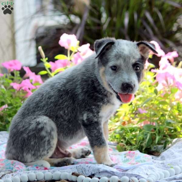 Orlando, Blue Heeler – Australian Cattle Dog Puppy