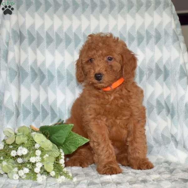 Oscar, Mini Goldendoodle Puppy