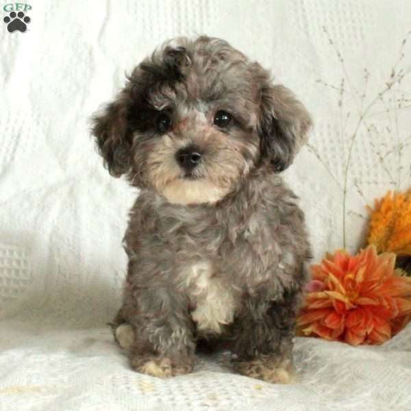 Oscar, Toy Poodle Puppy