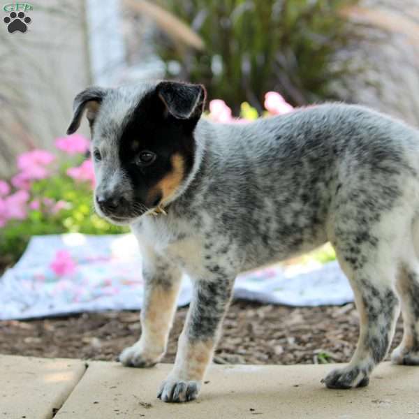 Otis, Blue Heeler – Australian Cattle Dog Puppy