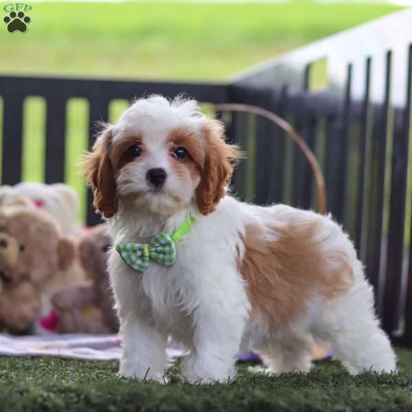 Otto, Cavapoo Puppy