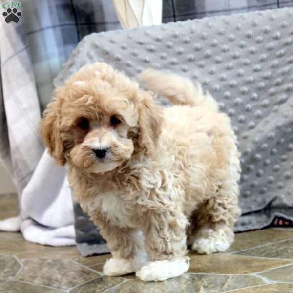 Otto, Miniature Poodle Mix Puppy