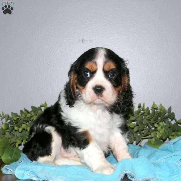 Ozzy, Cavalier King Charles Mix Puppy