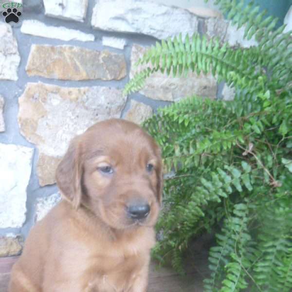 Orlando, Golden Irish Puppy