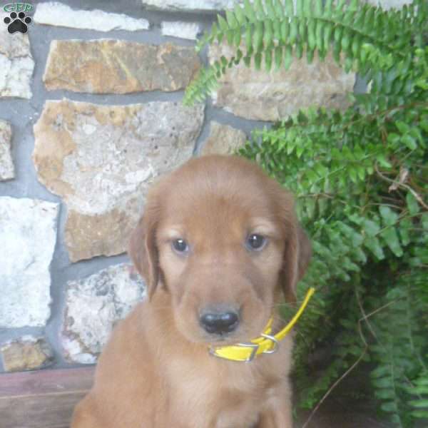 Ona, Golden Irish Puppy