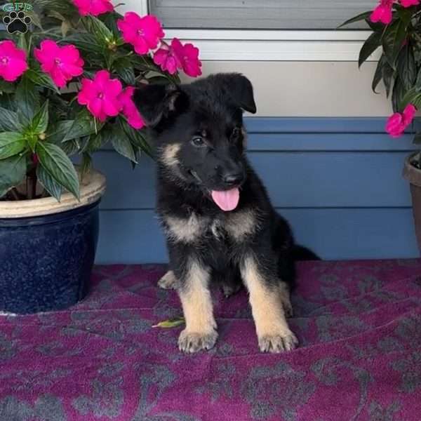 Madison, German Shepherd Puppy