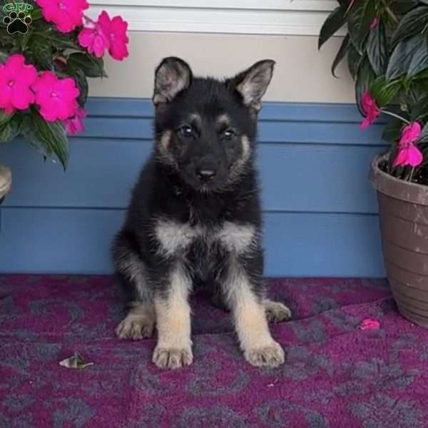 Dolly, German Shepherd Puppy