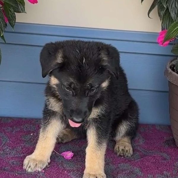 jeannie, German Shepherd Puppy