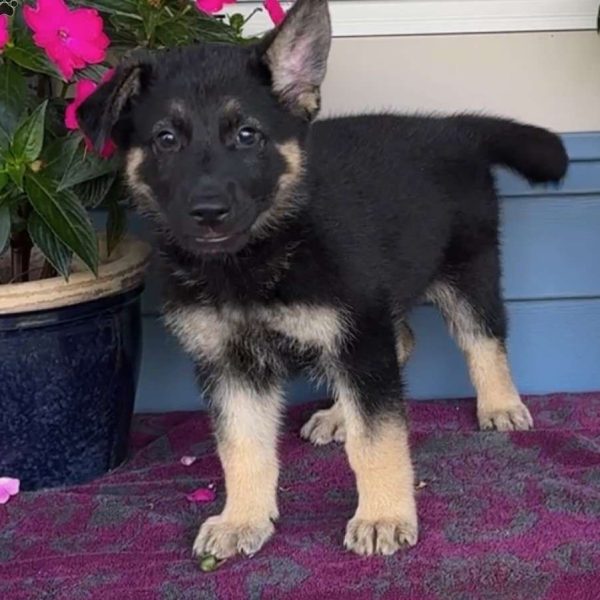 Fanny, German Shepherd Puppy