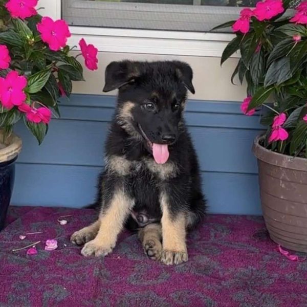 King, German Shepherd Puppy