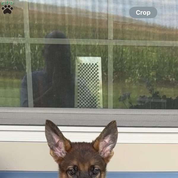 Sarge, German Shepherd Puppy