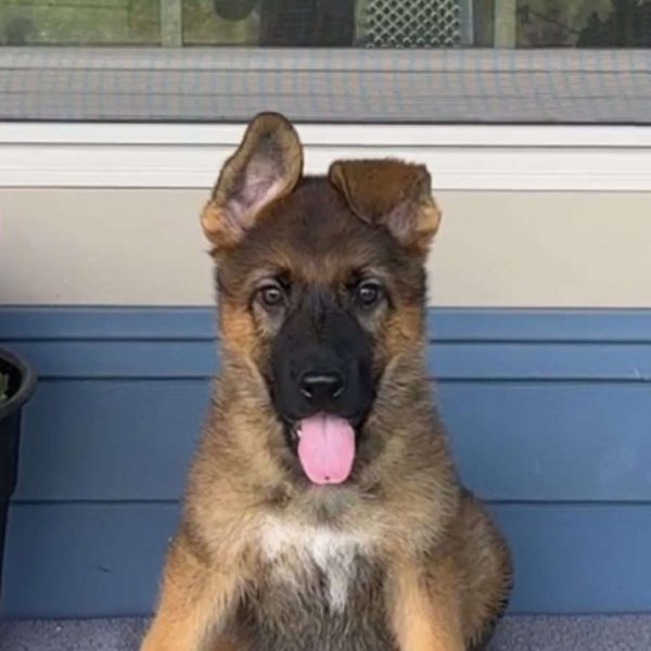 Ginger, German Shepherd Puppy