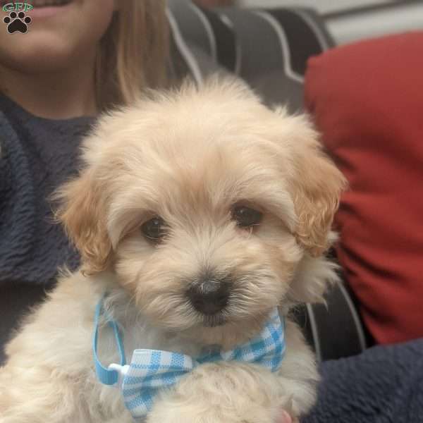 Coconut, Maltipoo Puppy