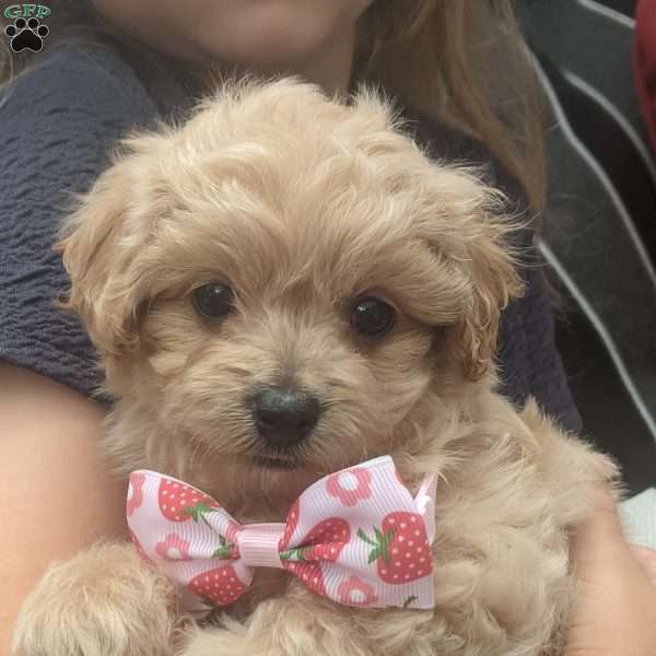 Lainey, Maltipoo Puppy