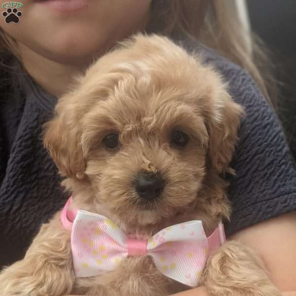 Latte, Maltipoo Puppy