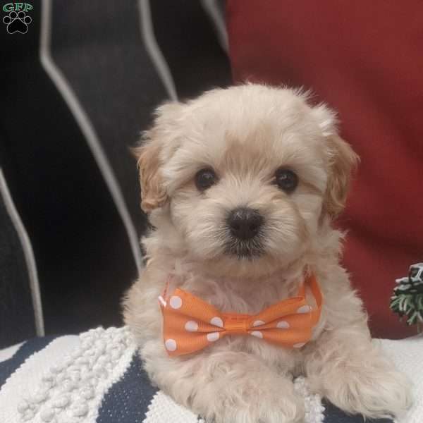 Beau, Maltipoo Puppy