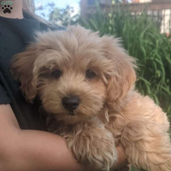 Rocky, Maltipoo Puppy