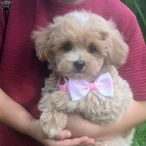 Luna, Maltipoo Puppy