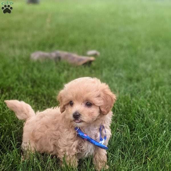 Remington, Maltipoo Puppy