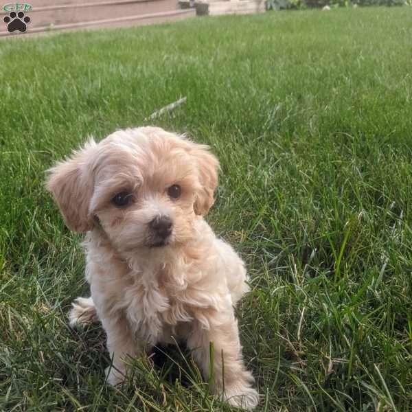 Paxton, Maltipoo Puppy