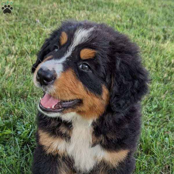 Annie, Bernese Mountain Dog Puppy