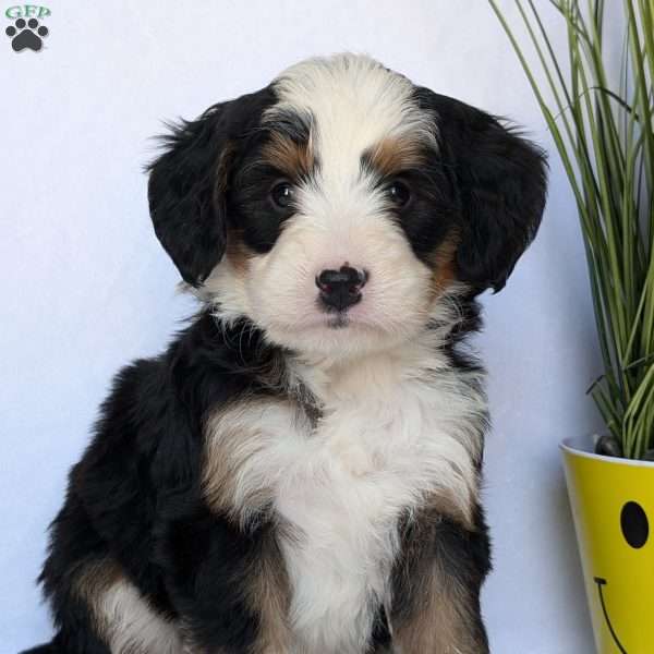 Hailey, Mini Bernedoodle Puppy