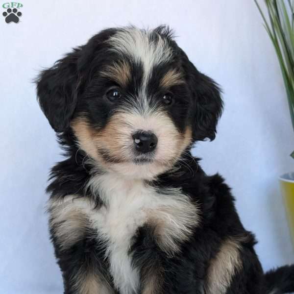 Daisy, Mini Bernedoodle Puppy