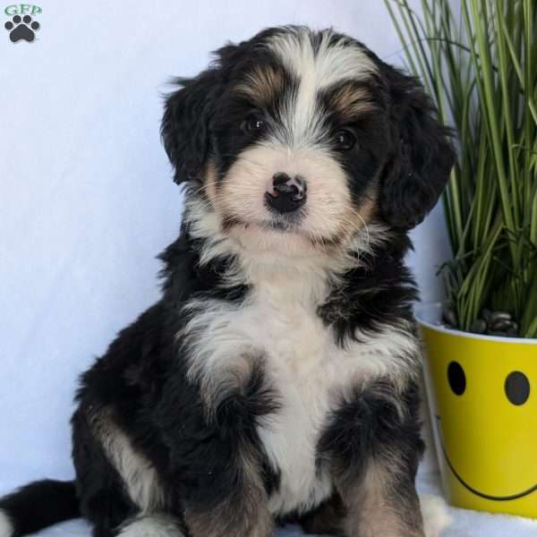 Molly, Mini Bernedoodle Puppy