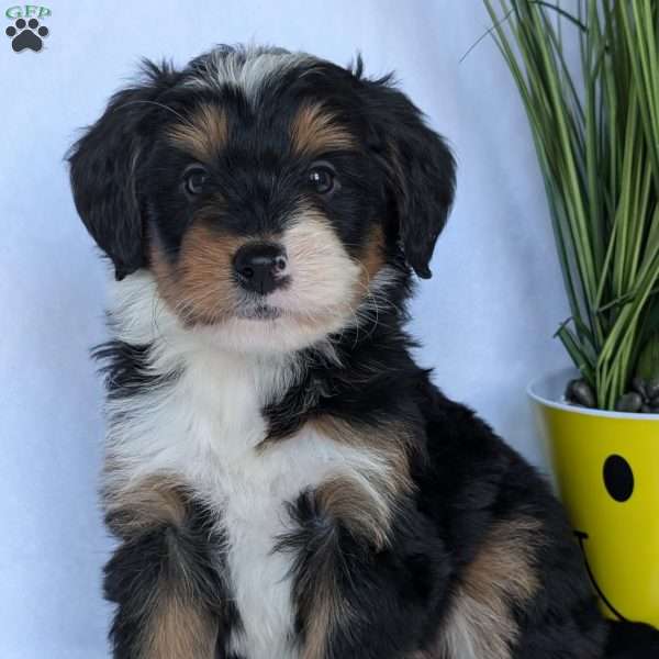 Jenny, Mini Bernedoodle Puppy