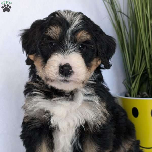 Benji, Mini Bernedoodle Puppy