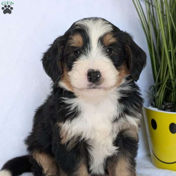 Jaxon, Mini Bernedoodle Puppy