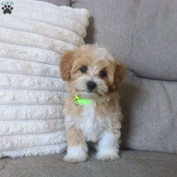 Mickey, Maltipoo Puppy