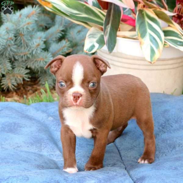 Pace, Boston Terrier Puppy