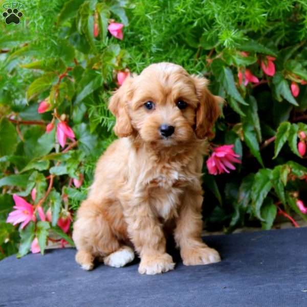 Packer, Cavapoo Puppy