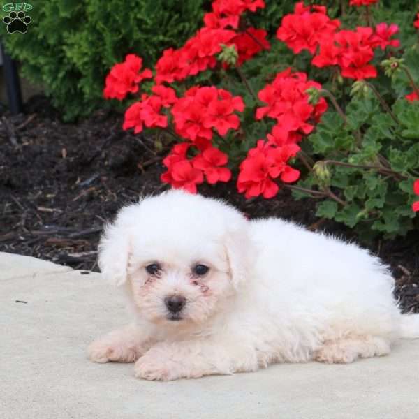 Paige, Bichon Frise Puppy