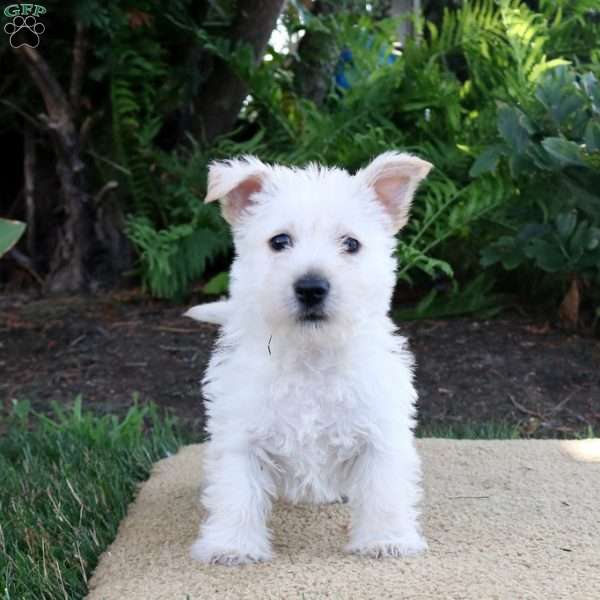 Paige, Westie Mix Puppy