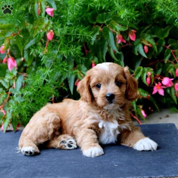 Pal, Cavapoo Puppy