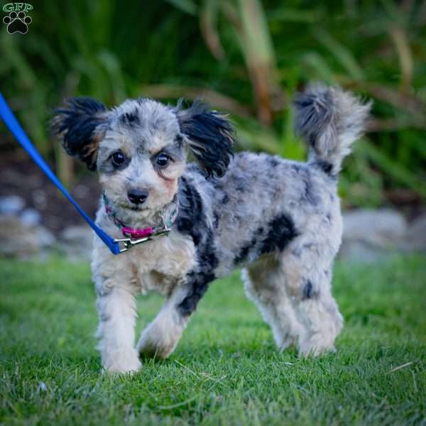 Panda, Cavapoo Puppy