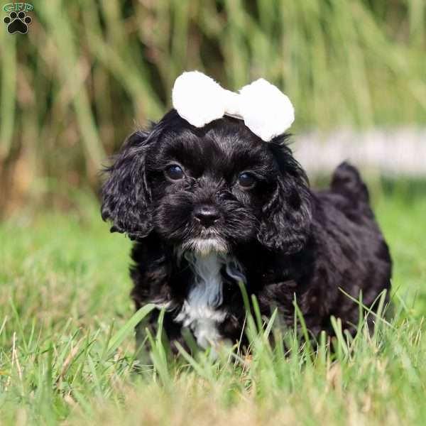 Pansey, Cockapoo Puppy