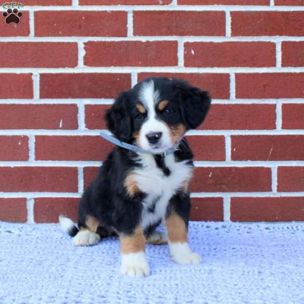 Pansy, Bernese Mountain Dog Puppy