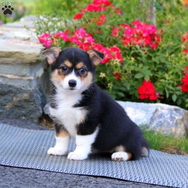 Pansy, Pembroke Welsh Corgi Puppy