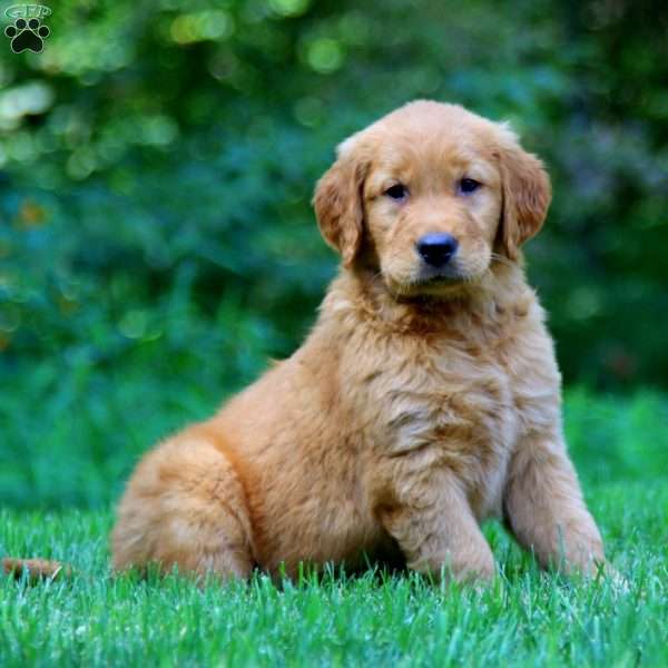 Pansy, Golden Retriever Puppy