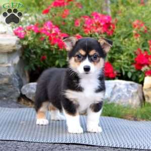 Pansy, Pembroke Welsh Corgi Puppy