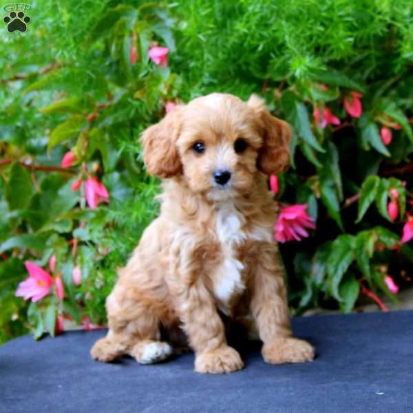 Panzer, Cavapoo Puppy