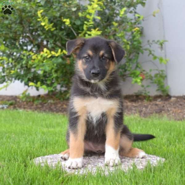 Paris, German Shepherd Mix Puppy