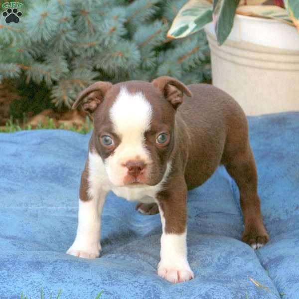 Parker, Boston Terrier Puppy