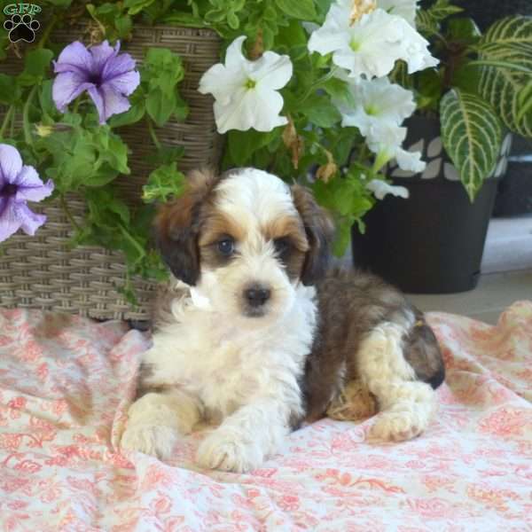 Parker, Mini Bernedoodle Puppy