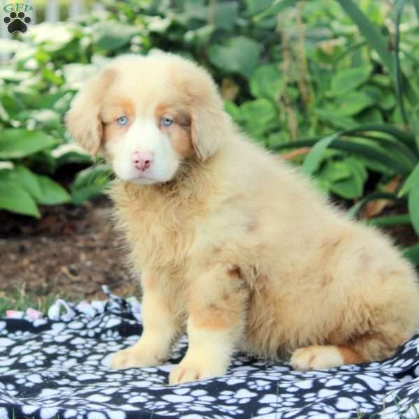 Parker, Australian Shepherd Puppy