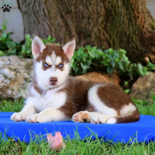 Parker, Pomsky Puppy